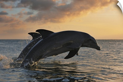 Common Bottlenose Dolphins Jumping In Sea At Sunset, Roatan, Bay Islands, Honduras