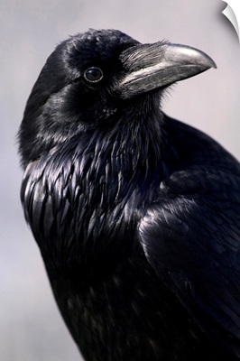 Common Raven, Jasper National Park, Alberta, Canada
