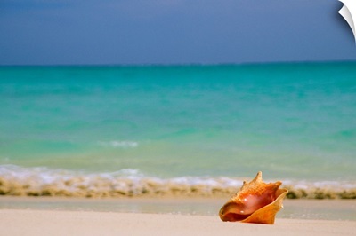 Conch Shell Along Shoreline,  Turquoise Ocean In Background