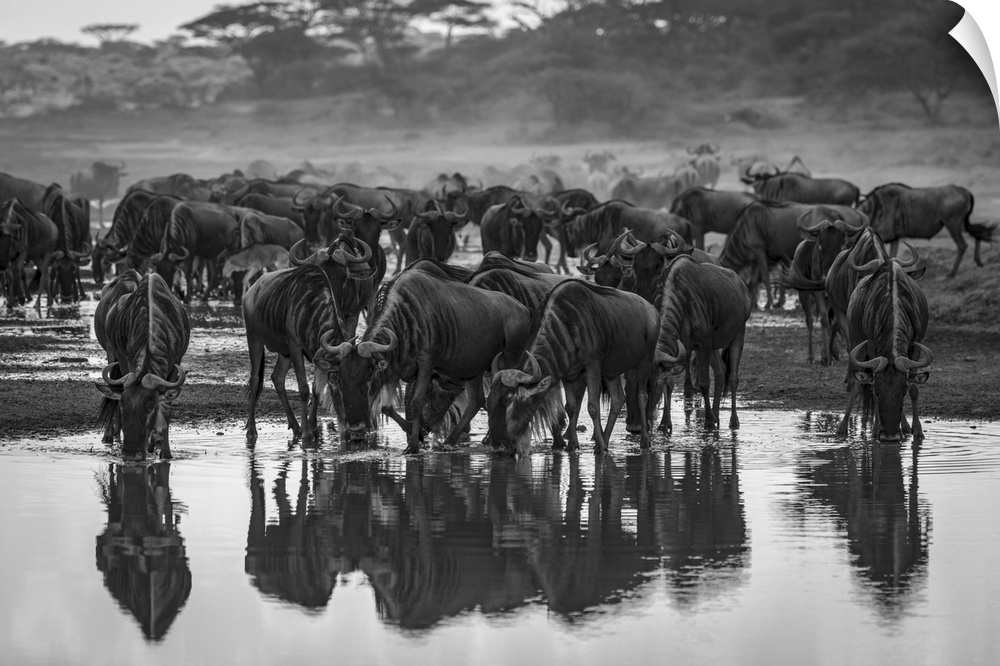 Monochrome confusion of wildebeest (connochaetes taurinus) drinking from stream, Serengeti national park, Tanzania.