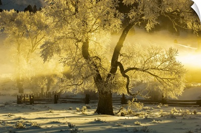 Cottonwood Tree In A Snow Covered Field, Lamar Valley, Yellowstone National Park