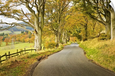 Country Road In Autumn, Scottish Borders, Scotland