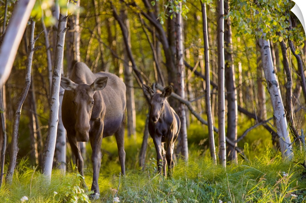 Cow and calf moose in Birch forest along the Tony Knowles Coastal Trail at sunset during Summer in Anchorage, Southcentral...