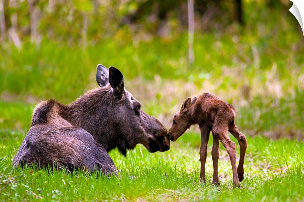 Cow And Calf Moose In Grass, Kincaid Park, Anchorage, Alaska