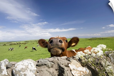 Cow, Dumfries And Galloway, Scotland, United Kingdom