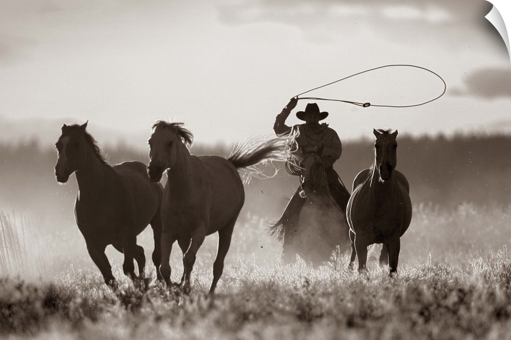 Cowboy Lassoing Horses, Senaca, Oregon, USA