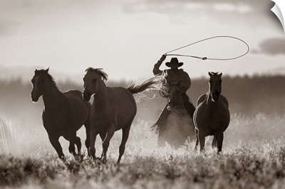 Cowboy Lassoing Horses, Senaca, Oregon, USA
