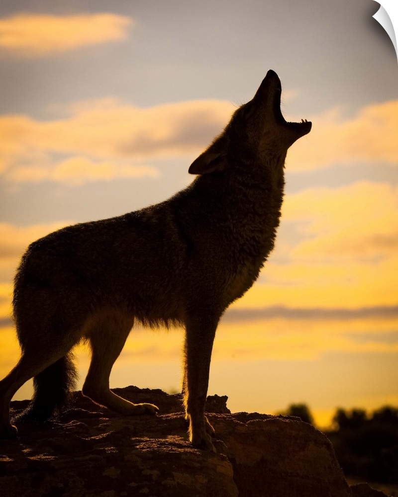 Coyote (Canis latrans) howling at sunset, Triple D Ranch, California, United States of America.