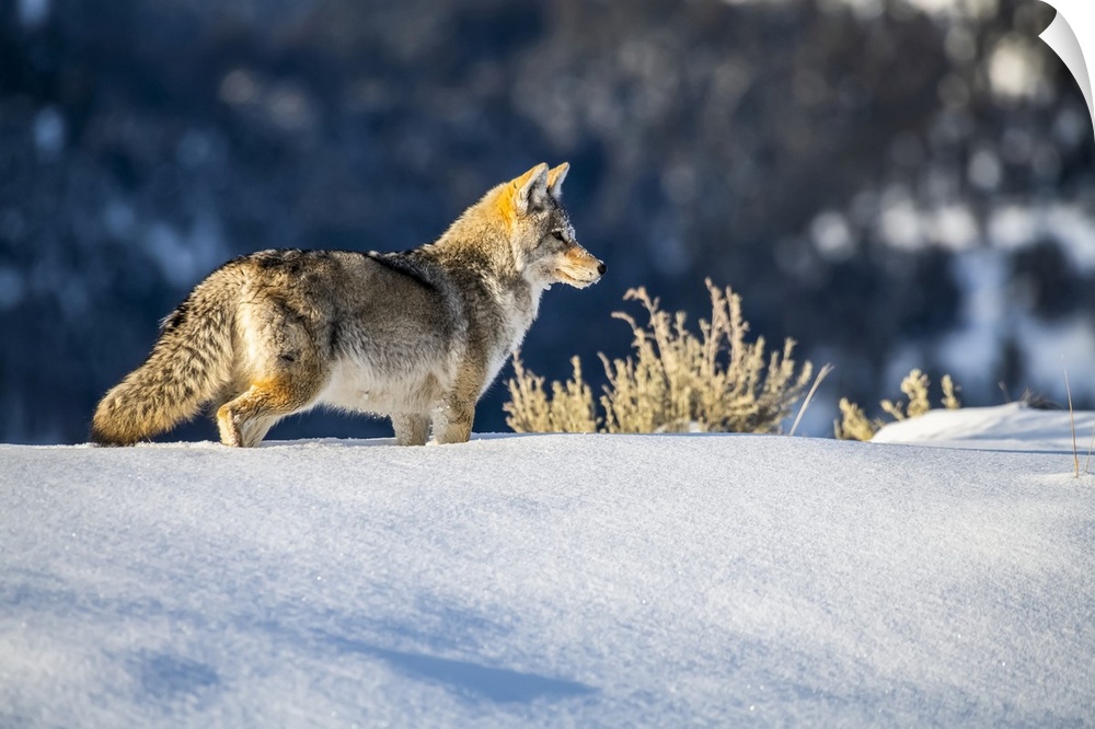 Coyote (Canis latrans) standing in deep snow in Yellowstone National Park; Wyoming, United States of America.
