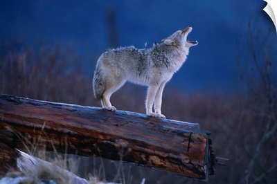 Coyote Standing On Log, Alaska Wildlife Conservation Center