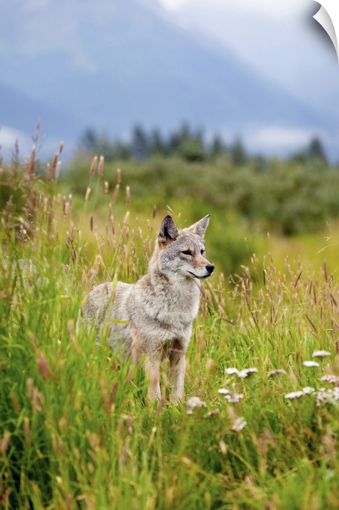 coyote stands in summer flowers and grasses at the Alaska Wildlife Conservation Center, Southcentral Alaska