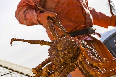 Crab Fisherman Carries A Brown Crab, Alaska