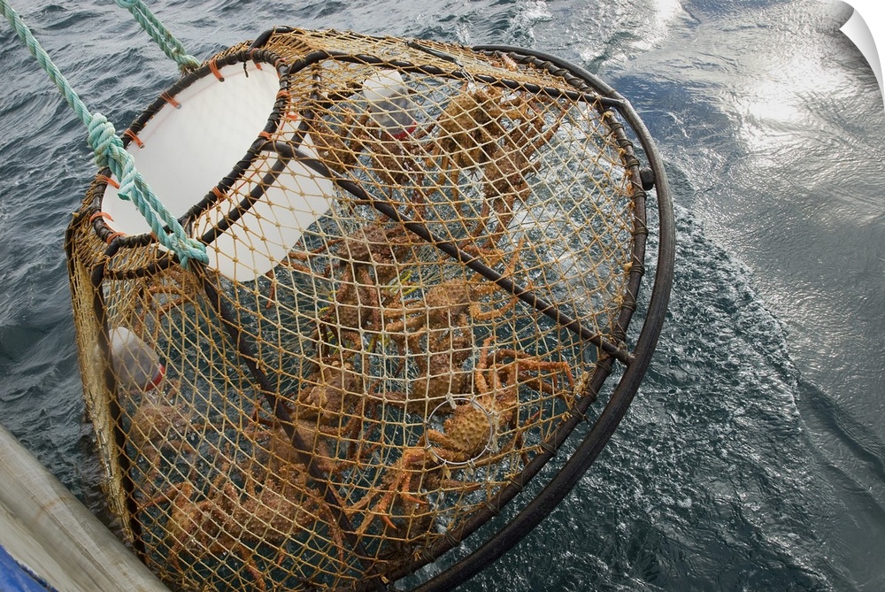 Crab Pot With Brown Crab Is Hauled Up Over The Side Of The F/V Morgan Anne During The Commercial Brown Crab Fishing Season...