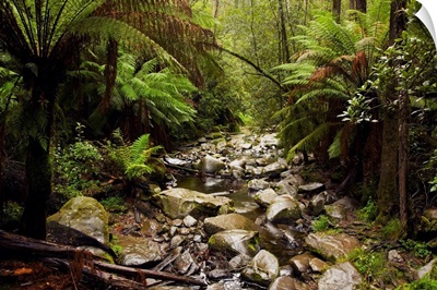 Creek Running Through The Rainforest, Victoria, Australia