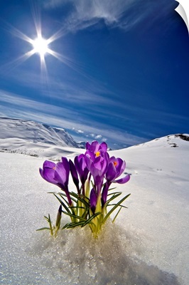 Crocus Flower Peeking Up Through The Snow In Spring, Alaska