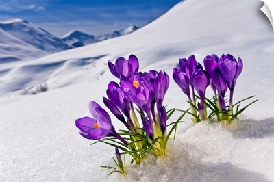 Crocus flower peeking up through the snow. Spring. Southcentral Alaska