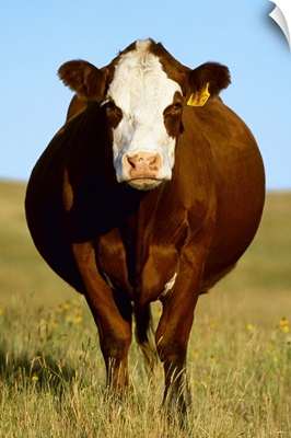 Crossbred cow on a midsummer pasture