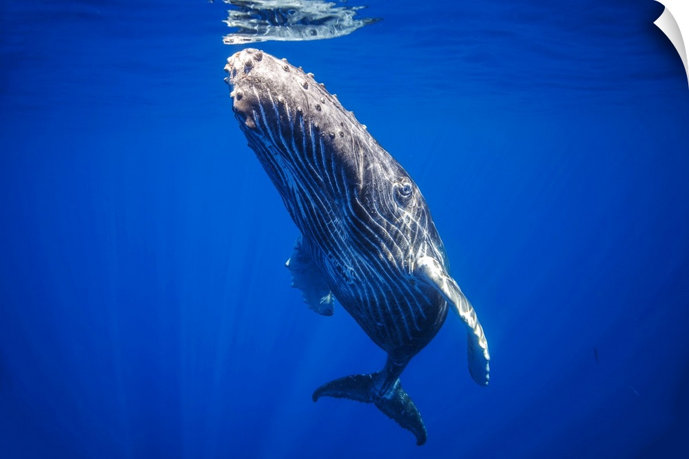 Curious young humpback whale (megaptera novaeangliae) underwater, Hawaii, united states of America.