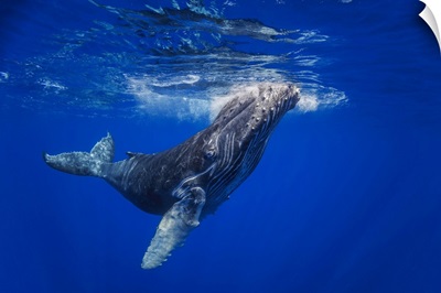 Curious Young Humpback Whale (Megaptera Novaeangliae) Underwater, Hawaii