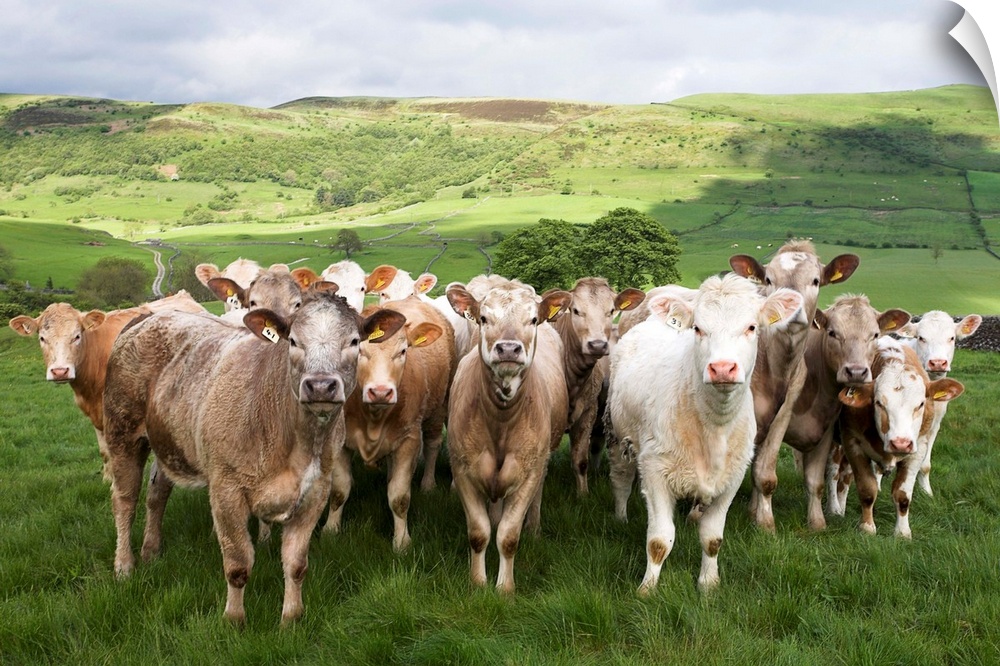 Dairy Cattle, Derbyshire, England
