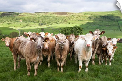 Dairy Cattle, Derbyshire, England