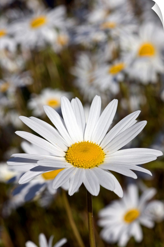 Close up of Daisies in the sun, Alaska