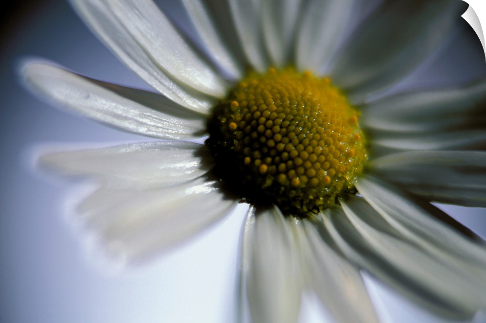 Large wall docor of the up close view of a daisy.