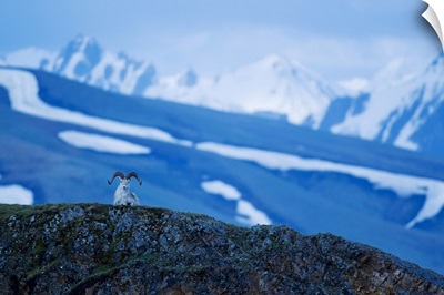 Dall Sheep At Polychrome Pass In Denali National Park And Preserve, Alaska