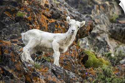 Dall Sheep Lamb, Windy Point Area Of The Chugach Mountains, South Of Anchorage, Alaska