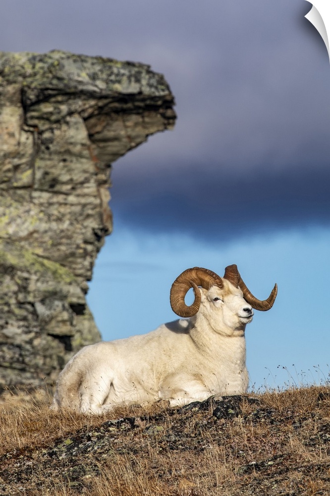 Dall Sheep ram (Ovis dalli) in Denali National Park and Preserve in Interior Alaska in autumn; Alaska, United States of Am...