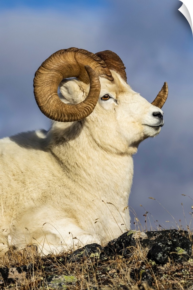 Dall sheep ram (ovis dalli) in Denali national park and preserve in interior Alaska in autumn, Alaska, united states of Am...