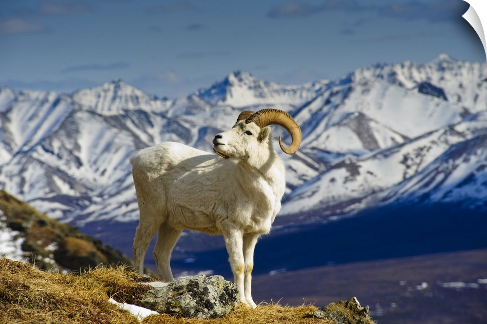 A Young Dall Sheep Ram Standing On Mount Margaret With The Alaska Range In The Background, Denali National Park, Alaska, S...