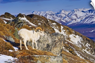Dall Sheep Ram, Mount Margrett, Denali National Park, Alaska