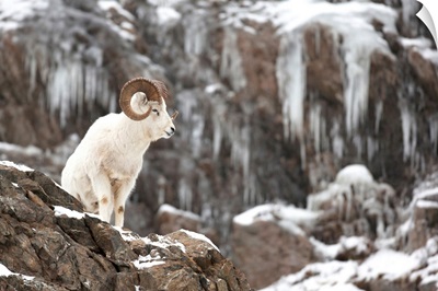Dall Sheep Ram Stands On A Rocky Cliff, Chugach Mountains, Turnagain Arm, Alaska