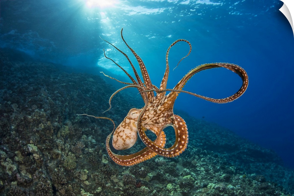 Day octopus (Octopus cyanea) in mid-water; Hawaii, United States of America