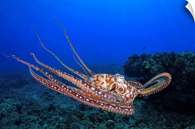 Day octopus, Maui, Hawaii
