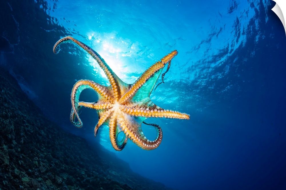 Day octopus (Octopus cyanea) in mid-water; Hawaii, United States of America.