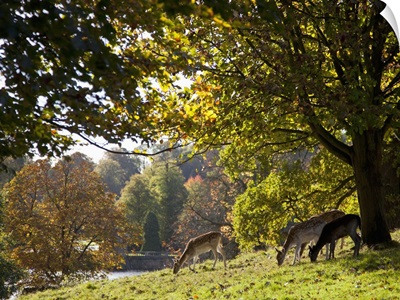 Deer (Cervidae) Grazing On The Grass By Water; North Yorkshire, England