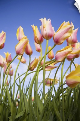 Delicate Pink And Yellow Tulips, Wooden Shoe Tulip Farm, Oregon