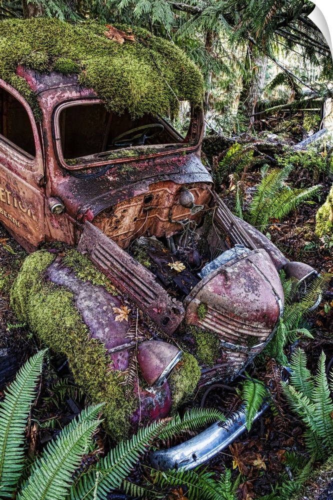 Arty image of derelict motor car in a ditch overgrown with moss and ferns, Vancouver Island; British Columbia, Canada