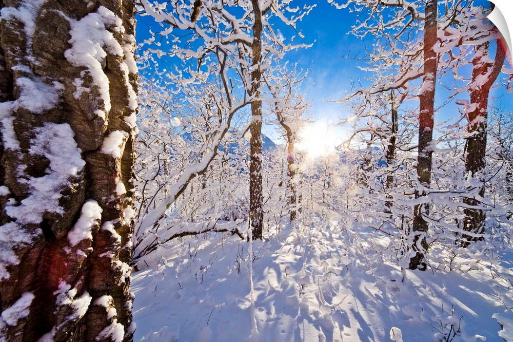 Giant landscape photograph of a snow covered forest of cottonwood trees, the sun shining brightly in the background, again...