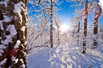 Detail of snow covered cotttonwoods during winter in Arctic Valley, Alaska