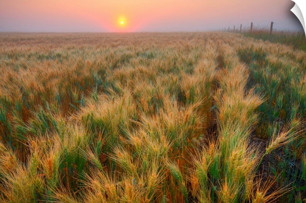 Dew Covered Ripening Barley Before A Foggy Sunrise, Alberta, Canada