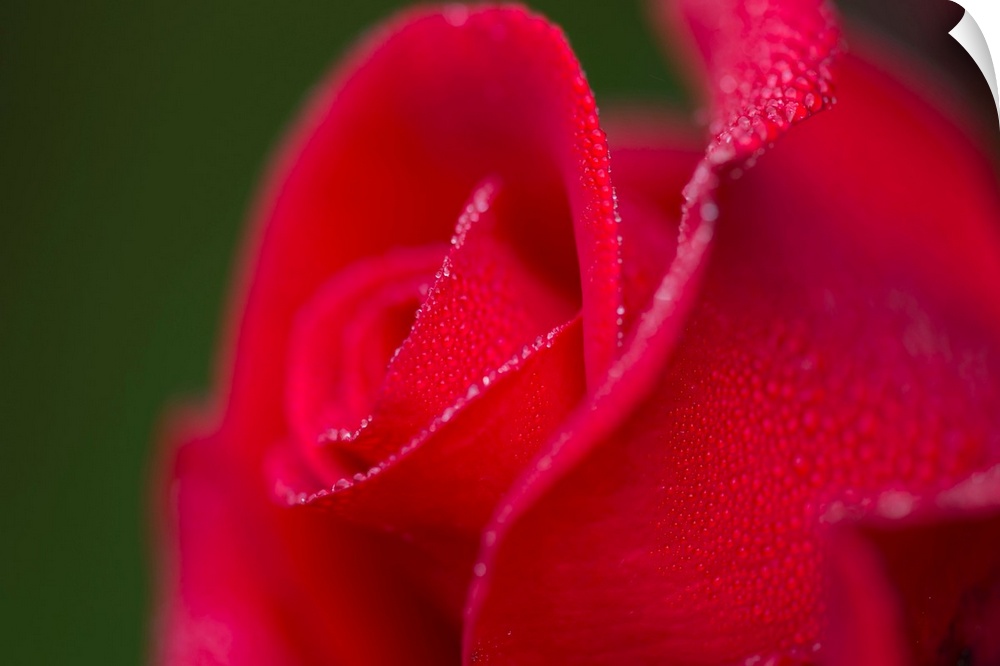Dew covers a rose blossom. Astoria, Oregon, United States of America.