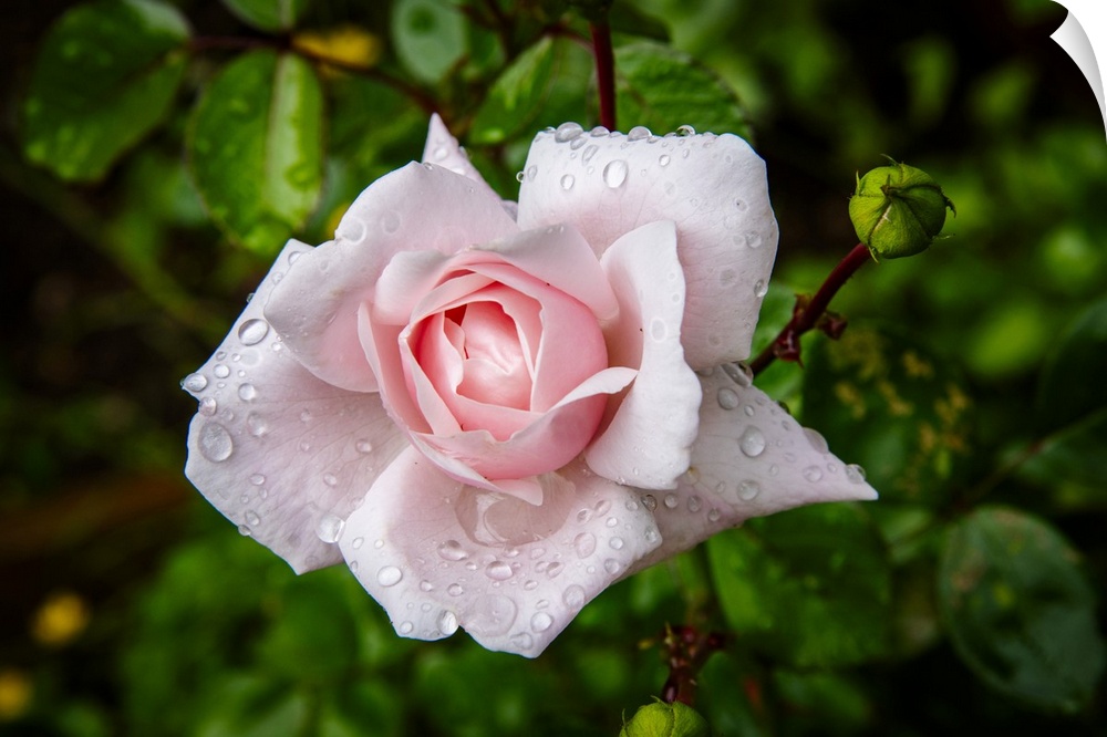 Dew Drops On A Classic Pink Rose