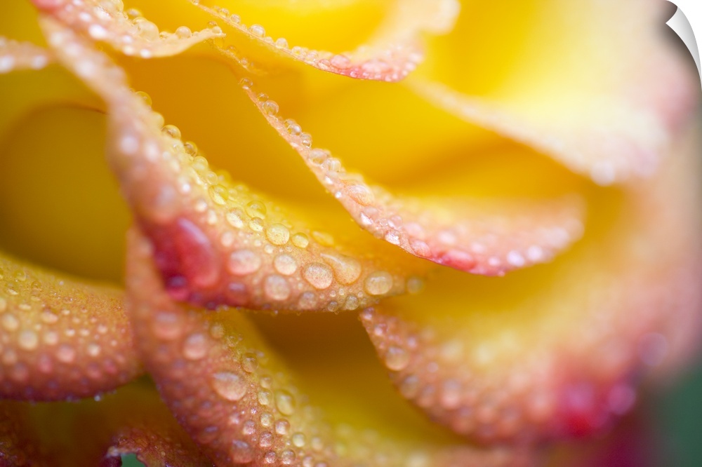 Dew Drops On A Rose