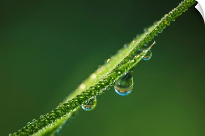 Dew glistens on the grass, Astoria, Oregon, United States of America