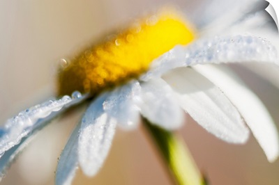 Dew on a daisy sparkles in the sunlight, Astoria, Oregon