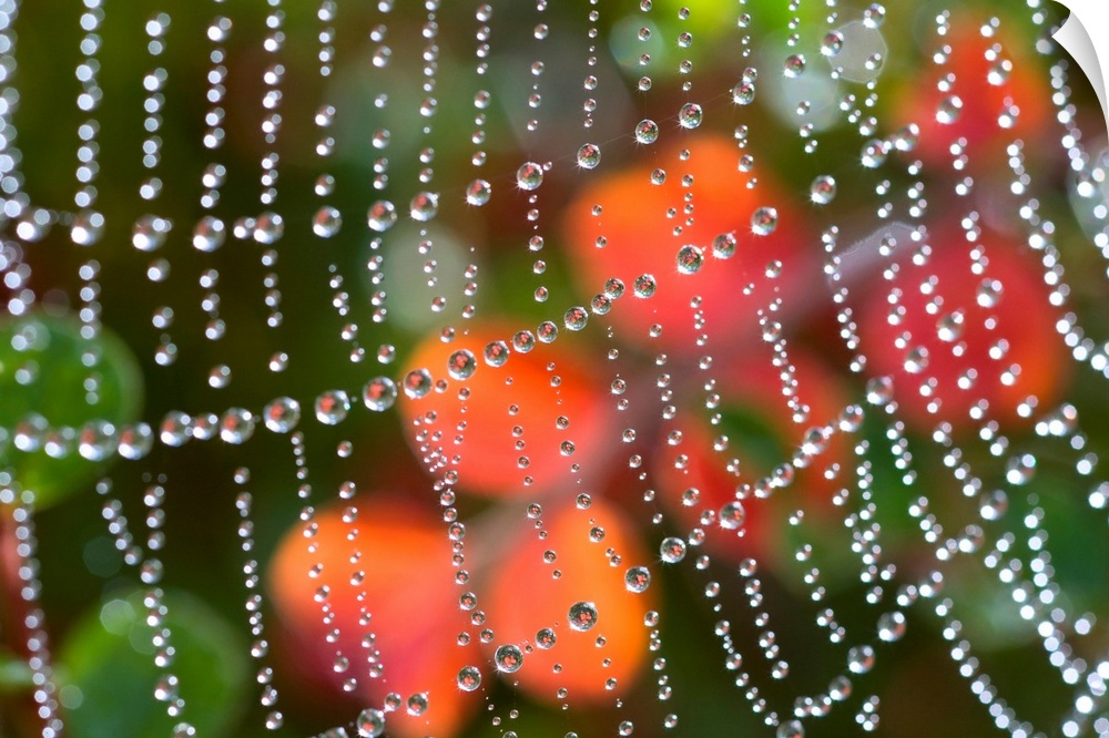 Close-up detail of dewdrops in a row on a spiderweb with an autumn color in the background, Oregon, united states of America.