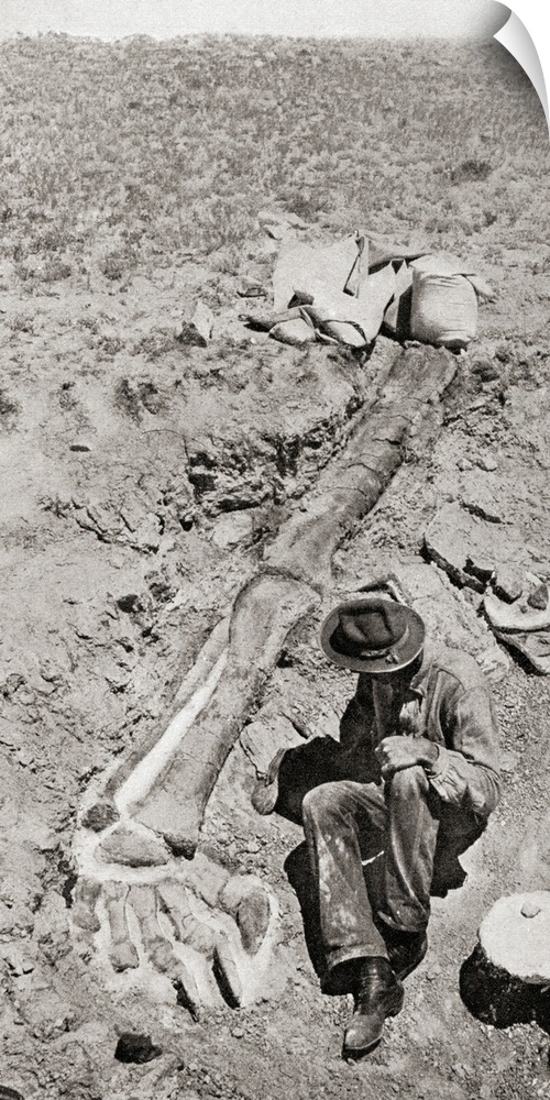 First Discovery Of The Long Hind Leg Of The Dinosaur Diplodocus, By Henry Fairfield Osborn In 1898, At Bone Cabin Quarry, ...